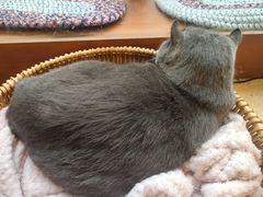 -猫友咖啡店(玉林西路店)