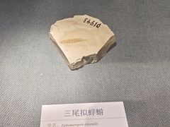 -旅顺博物馆
