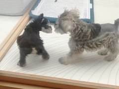 -帕帕拉兹宠物(亚洲旗舰店)