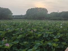 -东郊湿地公园