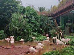 -海南热带野生动植物园