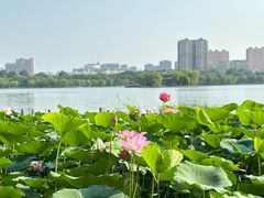 -济南大明湖景区