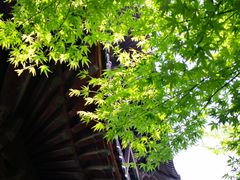 -杭州半山国家森林公园