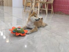 -柴犬小屋·柴餐厅·狗咖食堂(金鼎广场店)