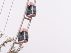 -顾村公园