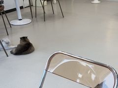 -共舞时光猫咖·狗咖(新街口店)