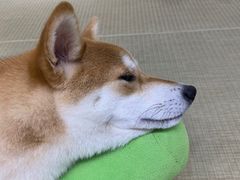 -逗柴咖啡屋·狗咖猫咖宠物桌游