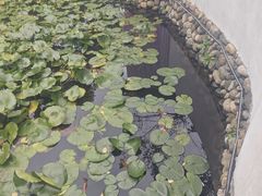 -观唐（国际）度假村温泉