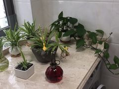 -新湖明珠城