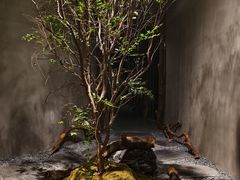 -森SPA·泰式按摩·精油Massage(宝安中心店)