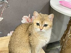 -楼上猫咖(罗湖店)