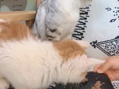 -平行世界·猫咖(首经贸店)