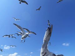 -海驴岛(荣成市)