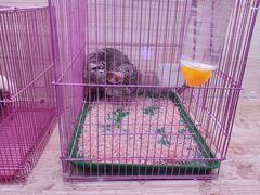 -山东柏宁水族批发广场