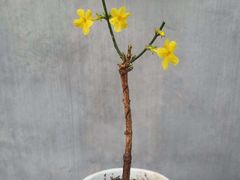-徐小包的奶茶(济宁万达店)