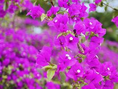 -金谷域澳洲庄园