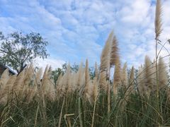 -上海滴水湖皇冠假日酒店