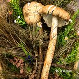 植物治失眠～自然的力量
