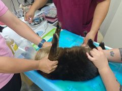 -芭比堂动物医院·CT·微创中心(新顺分院)