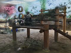 -西霞口神雕山野生动物世界