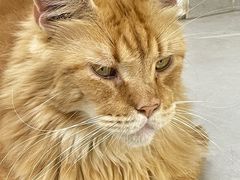 -Heymao猫咖.咖啡厅(东门店)