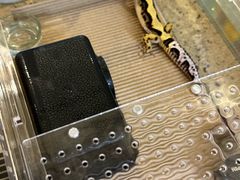 -酷以爬仙阁实体爬宠店·守宫·蜥蜴·专业繁育