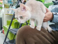 -唐小姐の猫狗洗护·购宠旗舰店(周浦万达店)