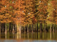 -白鹭湾湿地公园