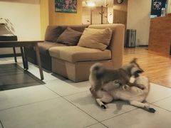 -柴务处·柴犬主题狗咖