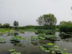 -大兴滨河森林公园