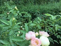 -人民公园(罗湖区)