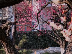 -南京古林公园