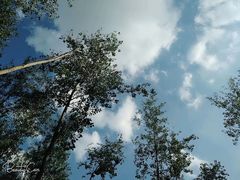 -合肥滨湖国家森林公园