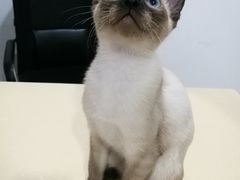 -好利来(高新枫叶广场店)