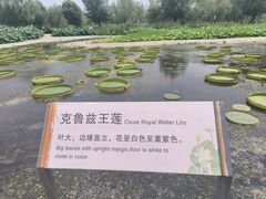 -白洋淀景区
