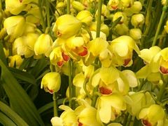 -三圣花乡旅游区