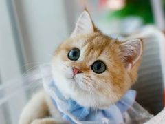 -lincat·猫舍(广州店)