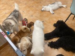 -Let's go狗咖·猫咖·奶狗·桌游(春熙路IFS店)