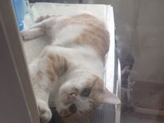 -乖乖宠物医院·猫科·骨科·24小时(云岗分院)