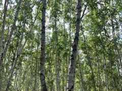 -乌兰布统景区-白桦林