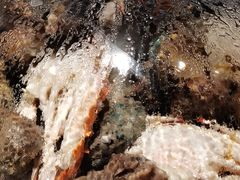 鲍鱼-乔哥铭洋海鲜自助(皇城恒隆广场店)