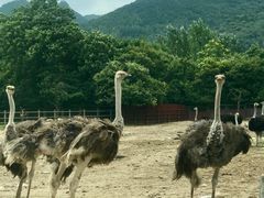 -西安秦岭野生动物园