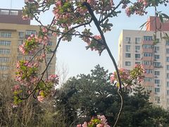 -海棠花溪(元大都城垣遗址公园)