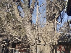 -大觉寺-停车场