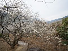-广州市流溪河国家森林公园