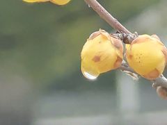 -无锡梅园公园