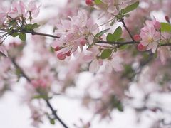 -棠湖公园