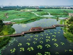 -荷塘月色湿地公园·向阳花洲