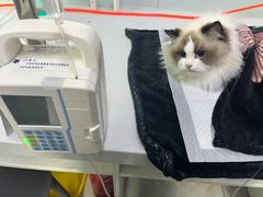 -达爱动物医院·犬猫分区·CT·复杂眼科(远洋山水分院)