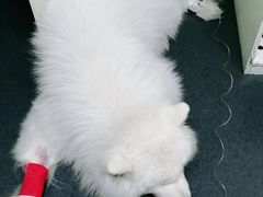 -爱侣宠医·鹦鹉专科·小型哺乳类·异宠专科(灵石路店)